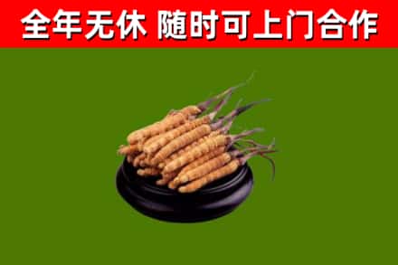资阳回收冬虫夏草